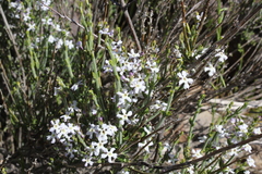 Mulguraea cinerascens