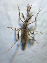 Aedes grahamii