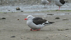 Leucophaeus scoresbii