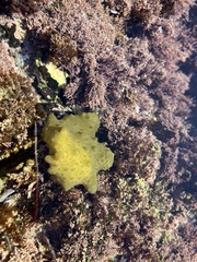 Colpomenia tuberculata