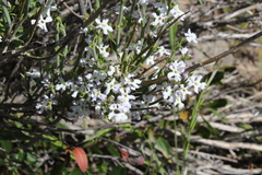 Mulguraea cinerascens
