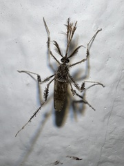 Aedes grahamii