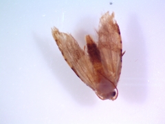 Tortricidae