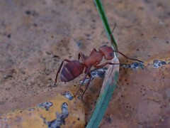 Camponotus rectangularis