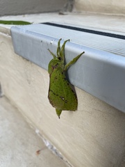 Aenetus eximia