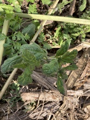 Verbena lasiostachys