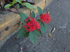 Ixora coccinea