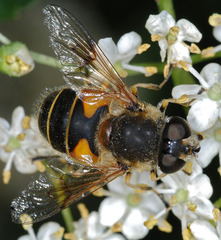 Eristalis horticola