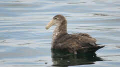 Macronectes giganteus