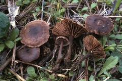 Gymnopus dysosmus