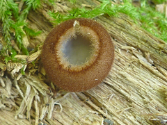 Humaria hemisphaerica image
