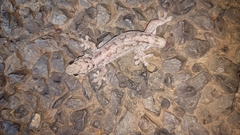 Gehyra dubia