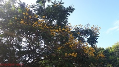 Peltophorum pterocarpum