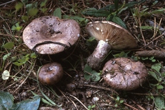 Lactarius cistophilus