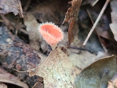 Microstoma floccosum