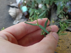 Oldenlandia corymbosa