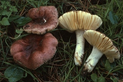 Russula cessans