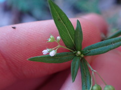 Oldenlandia corymbosa