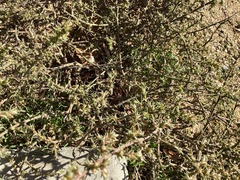 Salsola