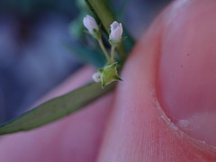 Oldenlandia corymbosa