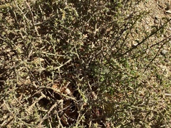 Salsola