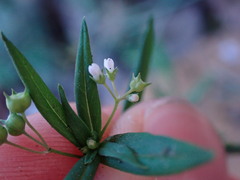 Oldenlandia corymbosa