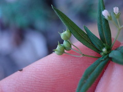Oldenlandia corymbosa