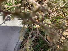 Salsola