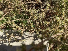 Salsola