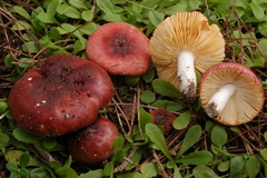 Russula cessans