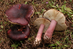 Russula torulosa