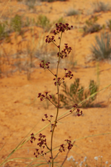 Eriogonum alatum