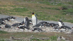 Aptenodytes patagonicus