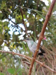 Chrysuronia coeruleogularis