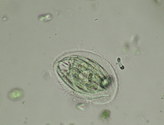 Phacodinium