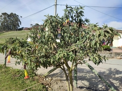 Brugmansia sanguinea