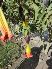 Brugmansia sanguinea