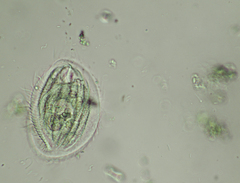Phacodinium