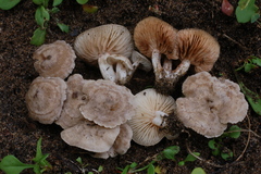 Entoloma cettoi