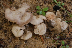 Entoloma cettoi