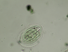 Phacodinium