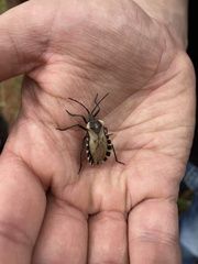 Spartocera alternata