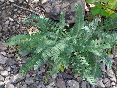Astragalus mollissimus