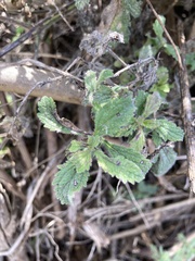 Verbena lasiostachys