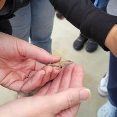 Sceloporus occidentalis