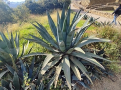 Agave