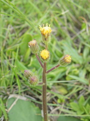 Senecio parentalis