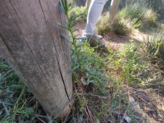 Limbarda crithmoides