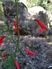 Penstemon barbatus