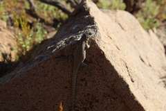 Liolaemus monticola